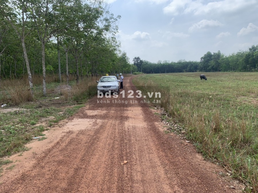MẶT TIỀN ĐƯỜNG TRẢI SỎI ĐANG ĐỖ NHỰA CÁCH Dh704 1km. DT 335M2. DẦU TIẾNG. BÌNH DƯƠNG GIÁ RẺ, 450tr. CHÍNH CHỦ. SỔ HỒNG TRAO TAY