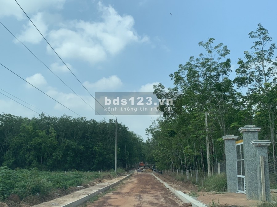 MẶT TIỀN ĐƯỜNG TRẢI SỎI ĐANG ĐỖ NHỰA CÁCH Dh704 1km. DT 335M2. DẦU TIẾNG. BÌNH DƯƠNG GIÁ RẺ, 450tr. CHÍNH CHỦ. SỔ HỒNG TRAO TAY