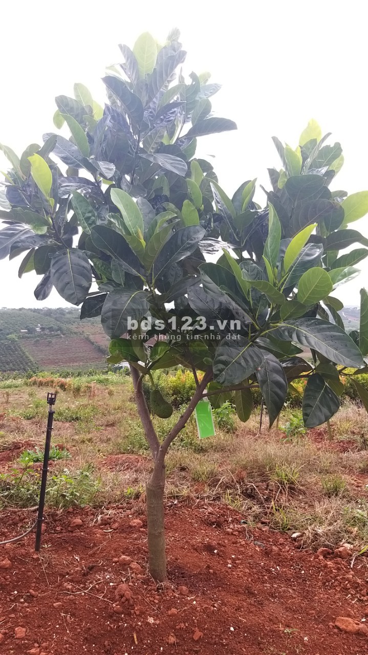ĐẤT PHÂN LÔ XÃ NAM HÀ LÂM HÀ, giá sản phẩm gồm VƯỜN+ THỔ CƯ+ CÂY ĂN TRÁI