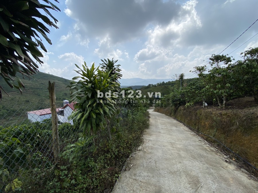 Bán lô đất thôn 6 trồng cà phê view đẹp