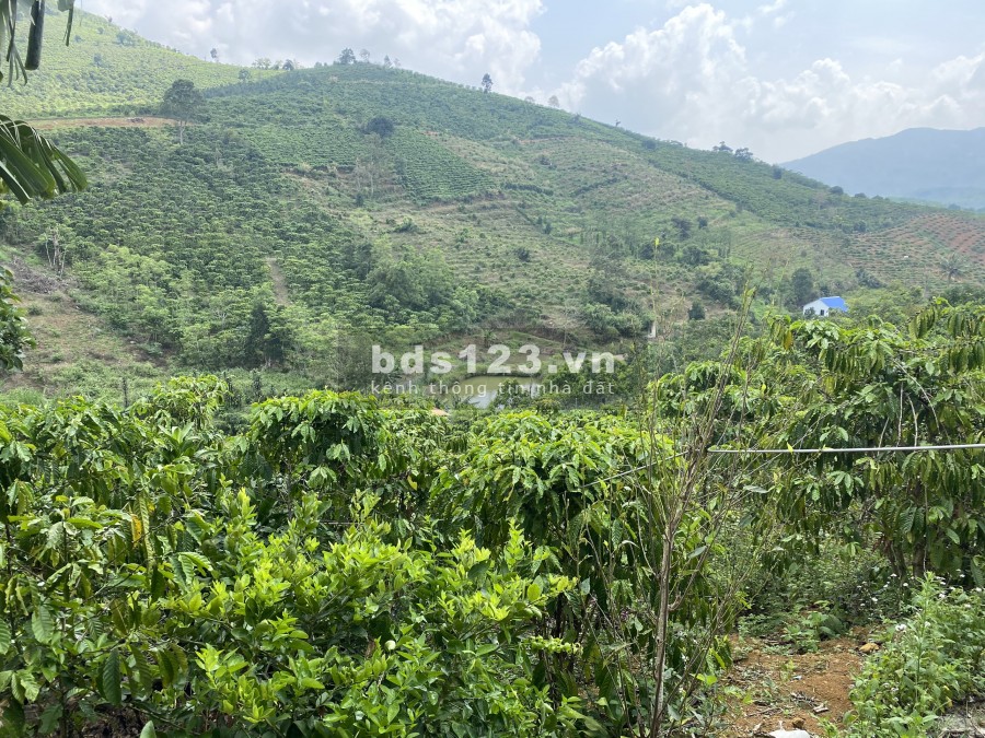 Bán lô đất thôn 6 trồng cà phê view đẹp