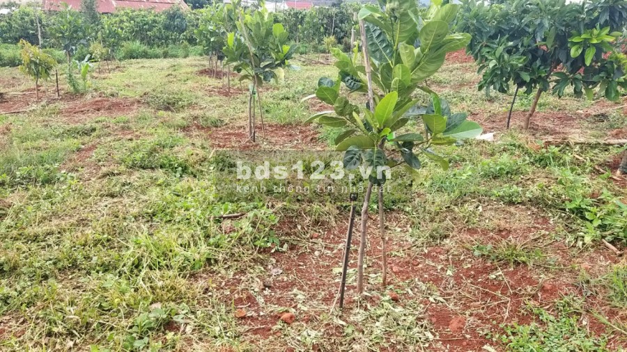 ĐẤT PHÂN LÔ XÃ NAM HÀ LÂM HÀ, giá sản phẩm gồm VƯỜN+ THỔ CƯ+ CÂY ĂN TRÁI