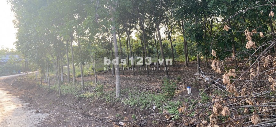 Bán lô đất đẹp MT đường nhựa gần trung tâm hành chính Tân Khai Hớn Quản Bình Phước