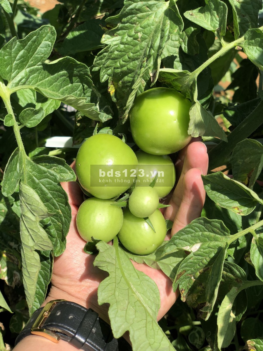Đất nền Đà Lạt vị trí đắc địa gần cao tốc Dầu Giây-Liên Khương, giá rẻ 4tr/m2