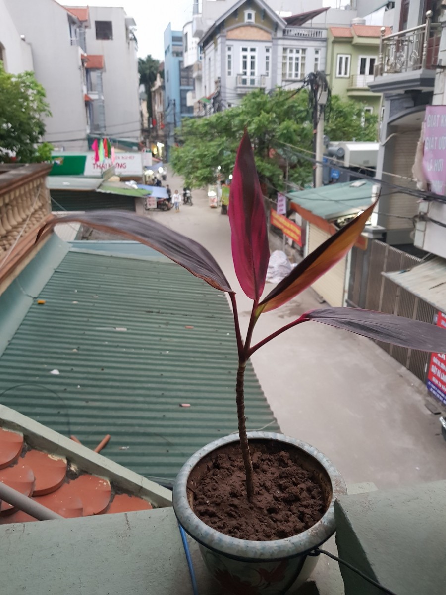 Bán Nhà Xuân Đinh Bắc Từ Liêm Ô Tô Tránh Kinh Doanh, 4 Tầng Giá 6.6 Tỷ