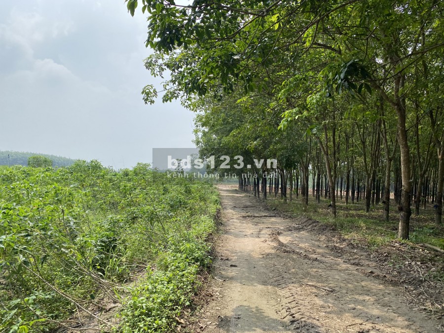 ĐẤT TÂN HIỆP, TÂN CHÂU,TÂY NINH