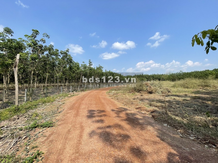 Bán đất Bình Phước giá rẻ chỉ 295tr/1000m2