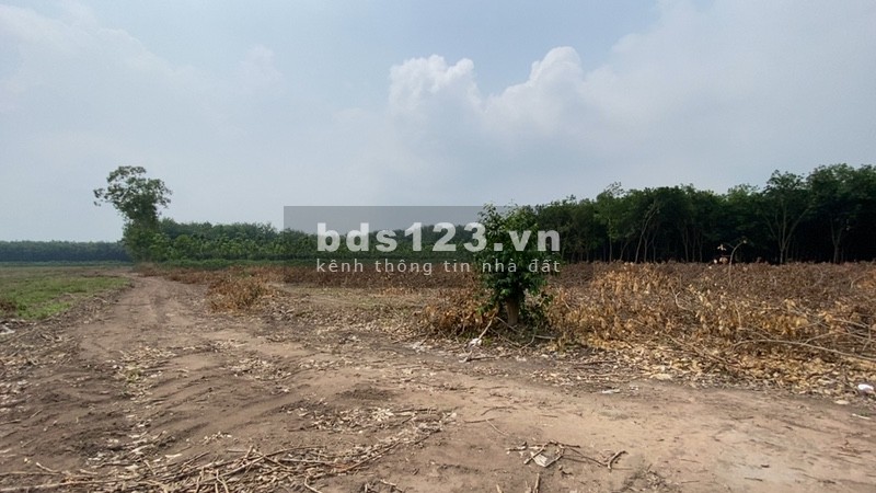 ĐẤT TÂN HIỆP, TÂN CHÂU,TÂY NINH