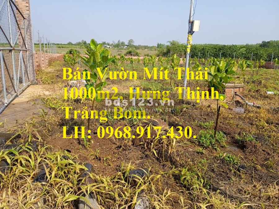 Cần tiền bán gấp vườn mít thái 1000m2 xã Hưng Thịnh, huyện Trảng Bom cách QL1A 2km