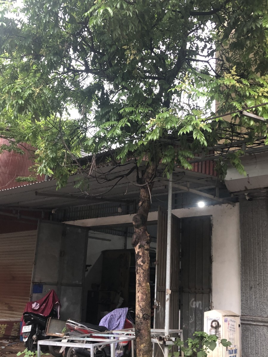 Bán đất đã có xưởng tại P. Trang Hạ, Thị Xã Từ Sơn