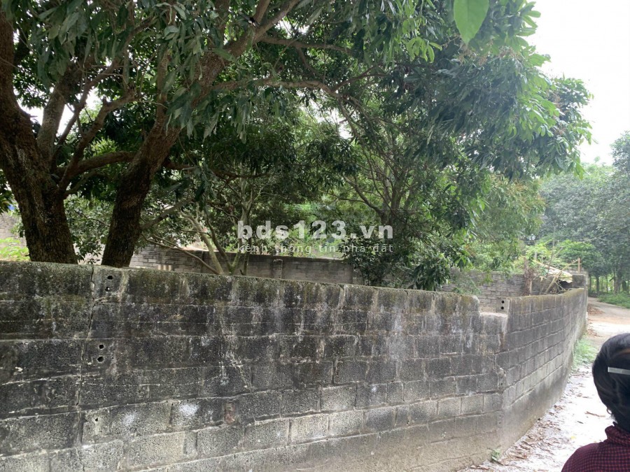 CHƯA ĐẾN 2TỶ CÓ NGAY LÔ GÓC 520M tại CỔ ĐÔNG SƠN TÂY HÀ NỘI