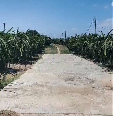 Cần bán 2 mẫu đất giá rẻ chỉ 900 triệu