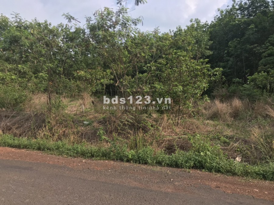 Bán gấp đất Tân Hưng, Đồng Phú 469m2 (10m x 46m) thổ cư 100m2 mặt tiền đường nhựa 29m.