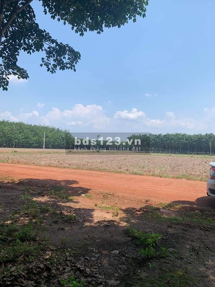 Đất An Phú Bình Phước 1000m2 mà có 295 Triệu