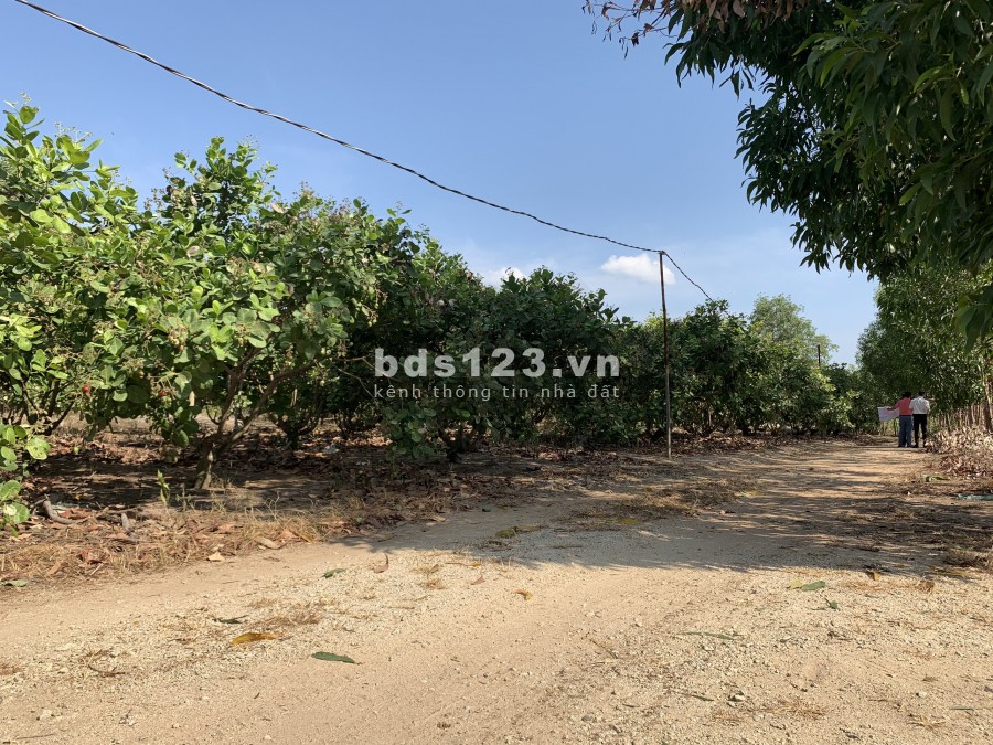 ĐẤT ĐẸP 1612m2 (40x40) giá mềm 1.6tr/m2, đất ONT, có thương lượng nhẹ.