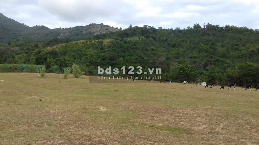 Cho thuê đất bằng cao ráo Cam Phước Đông, Cam Ranh, Khánh Hòa 4500m2/500k/tháng