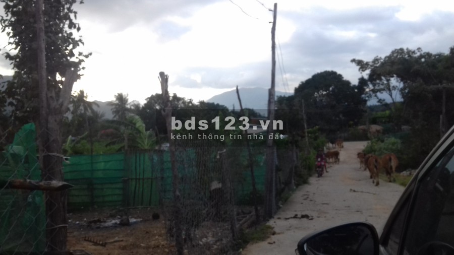 Cho thuê đất bằng cao ráo Cam Phước Đông, Cam Ranh, Khánh Hòa 4500m2/500k/tháng