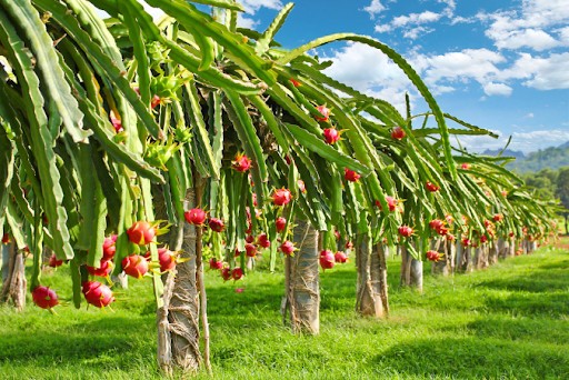 Bán đất Bình Thuận 90 triệu 1 sào- công chứng ngay