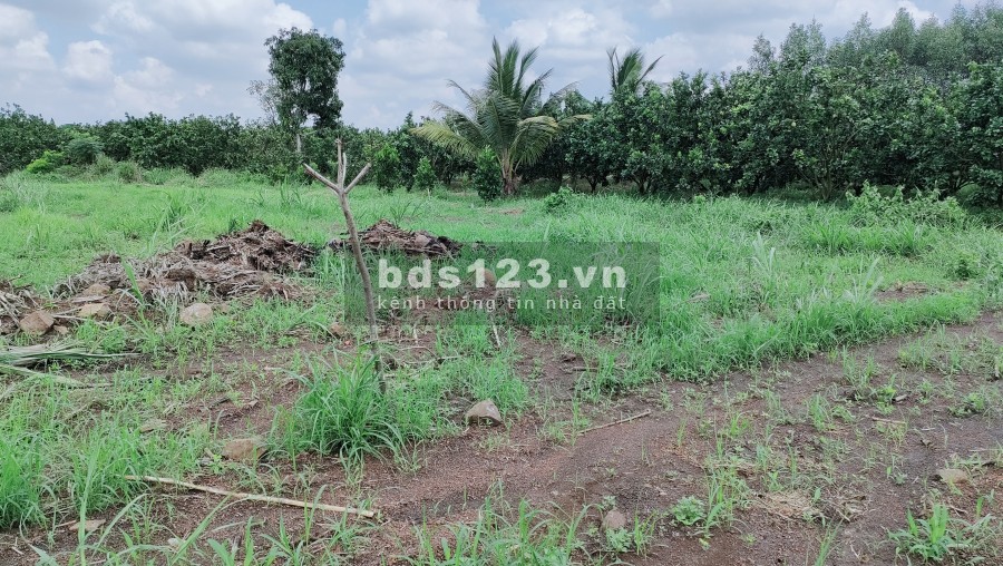 ĐẤT VƯỜN TRẢNG BOM, SỔ HỒNG CÓ SẴN, CÁCH QL1A 2KM.780TR/ SÀO