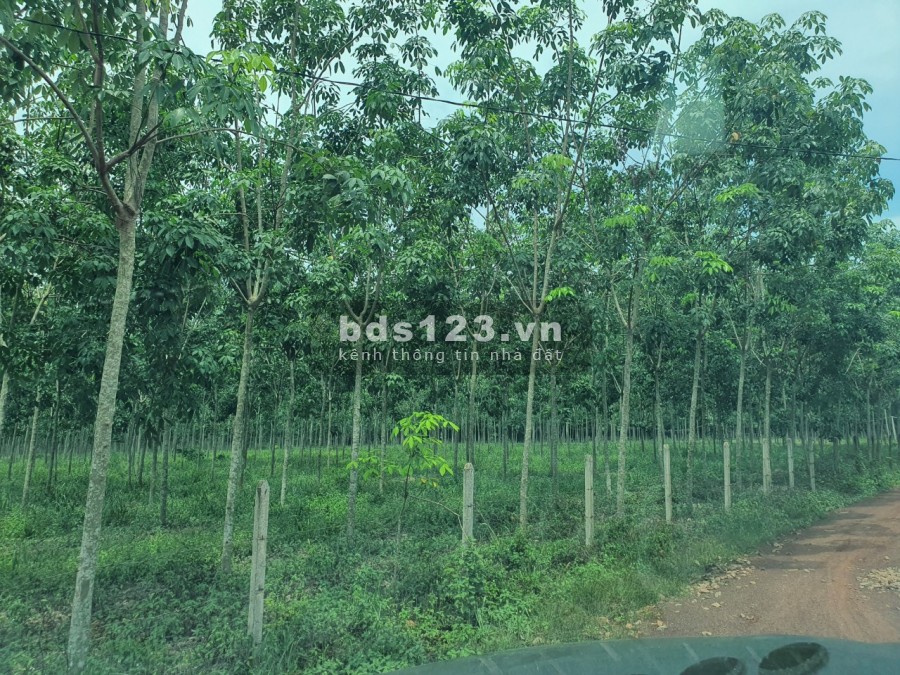 Xã Long Nguyên bán đất xây xưởng diện tích 9,2ha. Vị trí thuận lợi