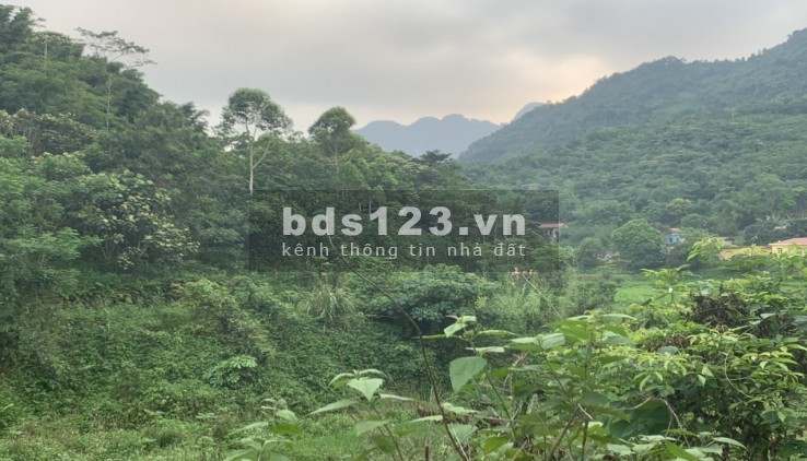 Siêu hiếm siêu rẻ 180 triệu/ha RSX bám suối view ruộng Kim Bôi Hòa Bình