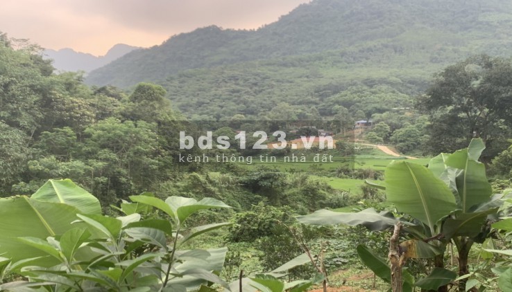 Siêu hiếm siêu rẻ 180 triệu/ha RSX bám suối view ruộng Kim Bôi Hòa Bình