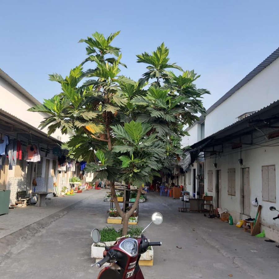 Bán Gấp Lô Đất 1,051m2 Tặng Kèm 45 Phòng Trọ Thu Nhập Hơn 70TR/Tháng Ở Linh Xuân TP Thủ Đức.
