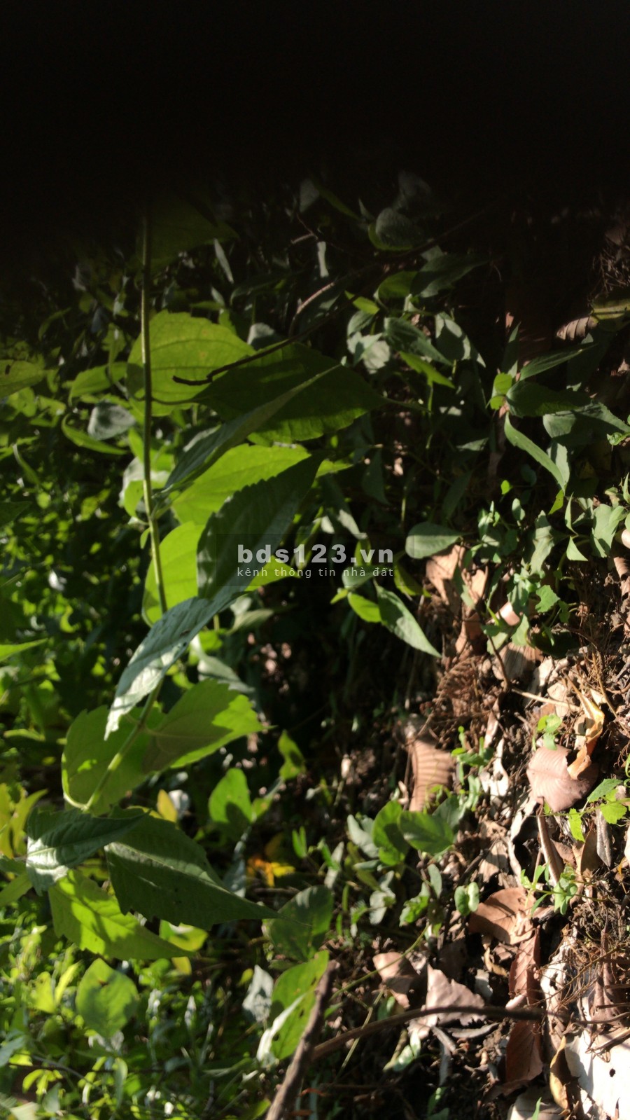 Bán Đất Trồng Cây Lâu Năm Trên Đảo Phú Quý