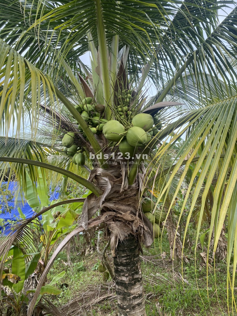 2,8 ha Vườn Cây Ăn Trái - Quy Hoạch Đường Suối Tiên Chạy qua Đất