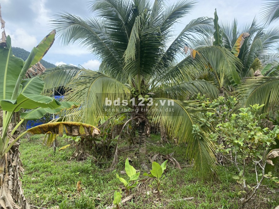 2,8 ha Vườn Cây Ăn Trái - Quy Hoạch Đường Suối Tiên Chạy qua Đất