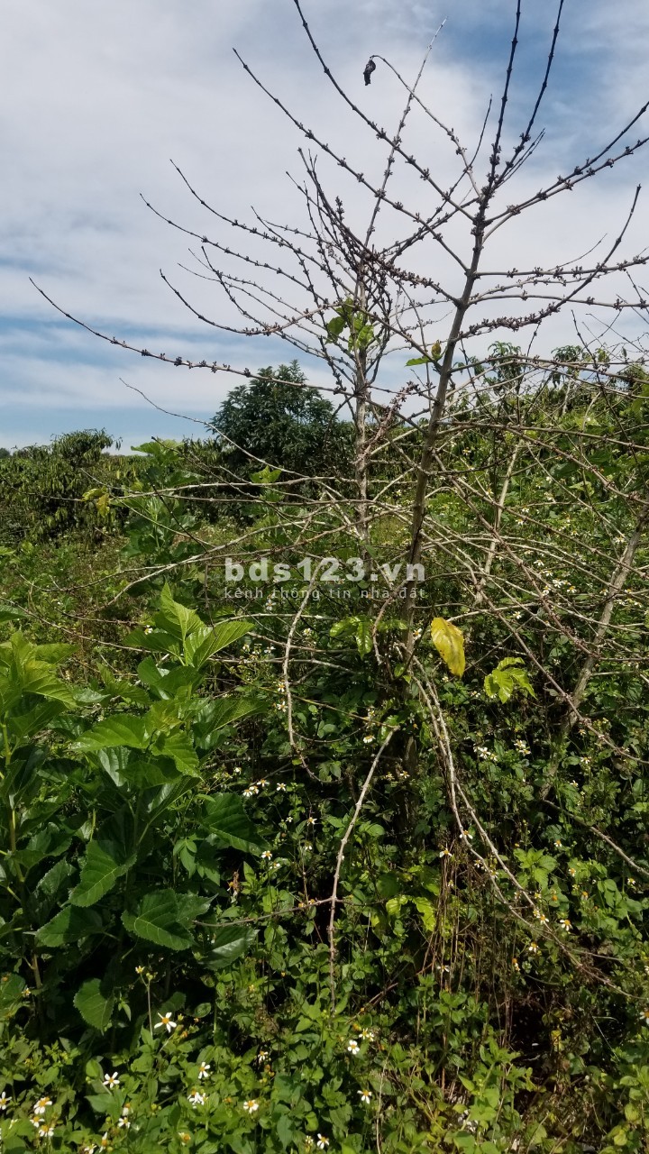 1 xào view núi Đại Bình, giá 900tr cách ql20 4km