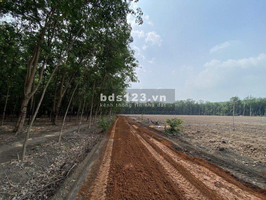 Đất nền Tân Hiệp, Tây Ninh giá rẻ
