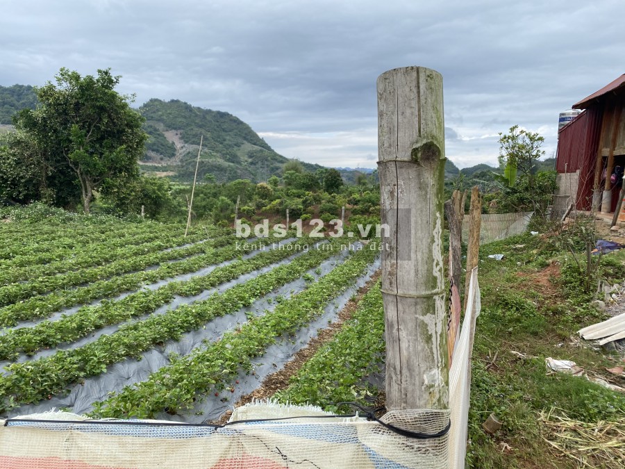 BÁN NHANH đất khu trung tâm du lịch của Mộc châu, view thung lũng, giá siêu RẺ