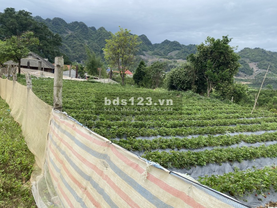 BÁN NHANH đất khu trung tâm du lịch của Mộc châu, view thung lũng, giá siêu RẺ