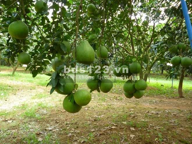 Cơ hội sở hữu đất vị trí đẹp ngay mặt tiền Phước…