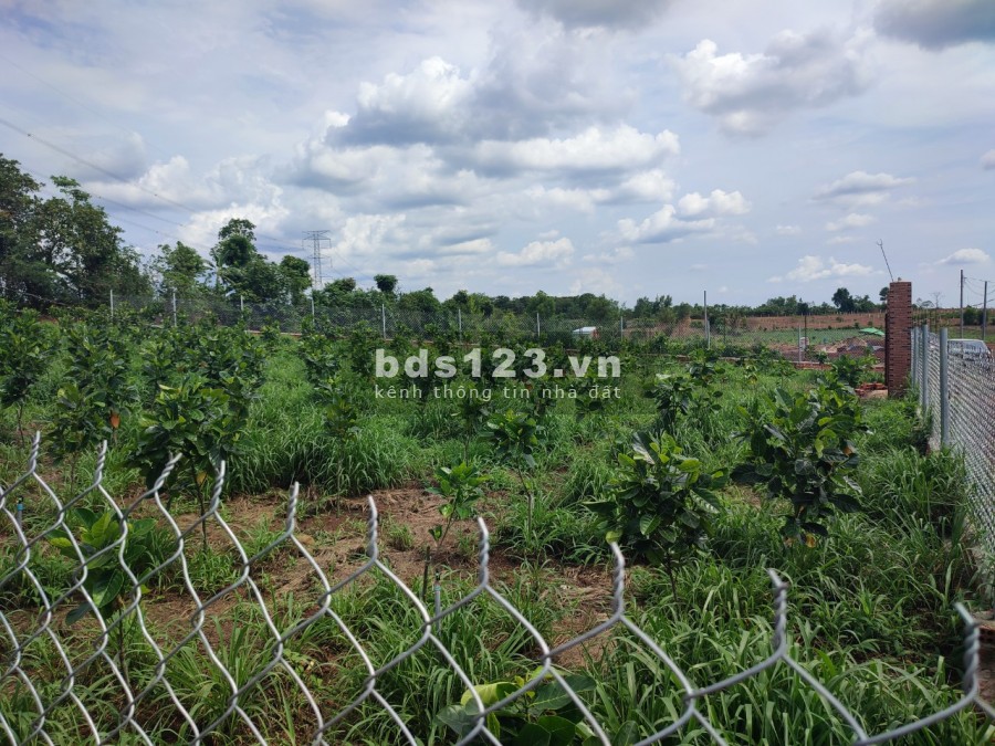 Bán vườn mít thái 1 năm tuổi xã Hưng Thịnh, Trảng Bom