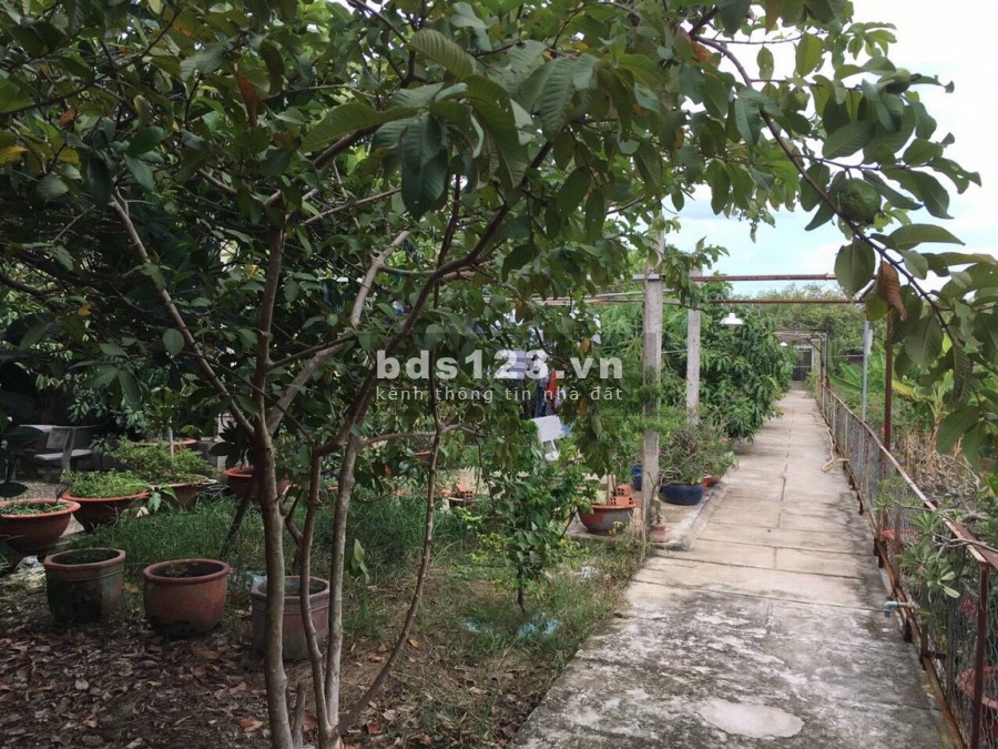 Chính chủ bán gấp nhà vườn cực đẹp 2554m2 tại Tân Thạnh Đông Củ Chi