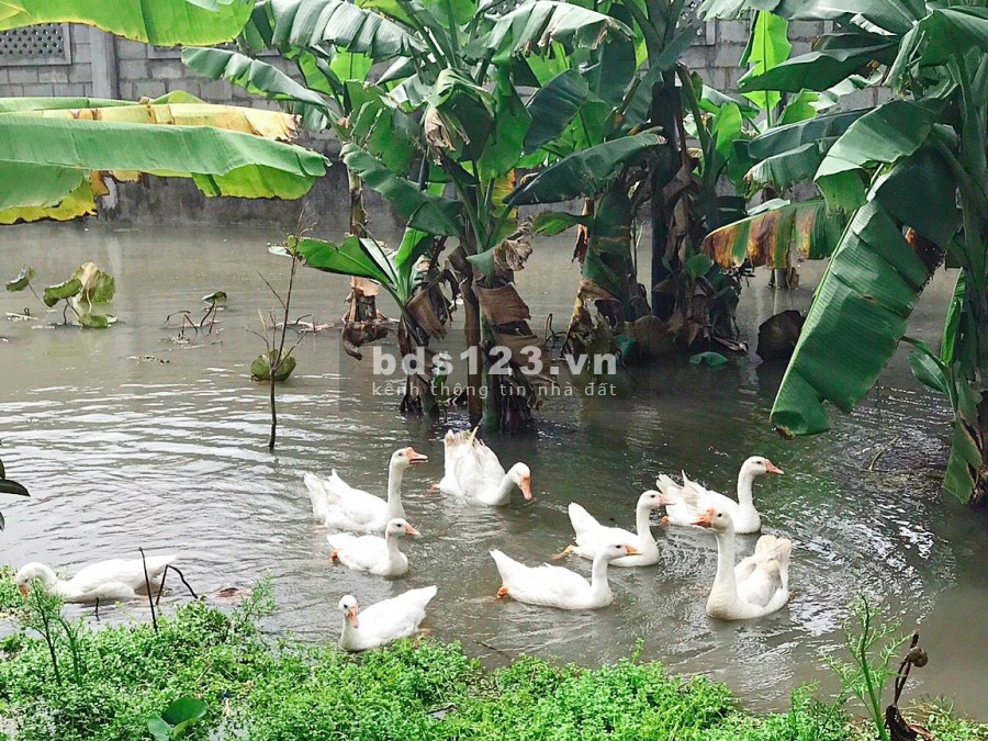 Chính chủ bán gấp nhà vườn cực đẹp 2554m2 tại Tân Thạnh Đông Củ Chi