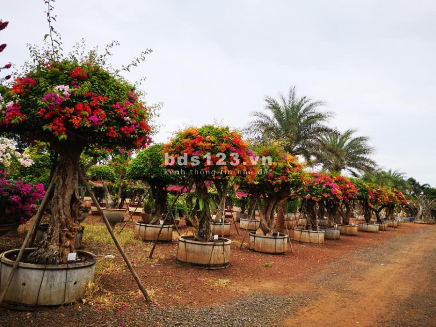 Bán nhà mới phúc lợi giá cực ưu đãi gần vinhome