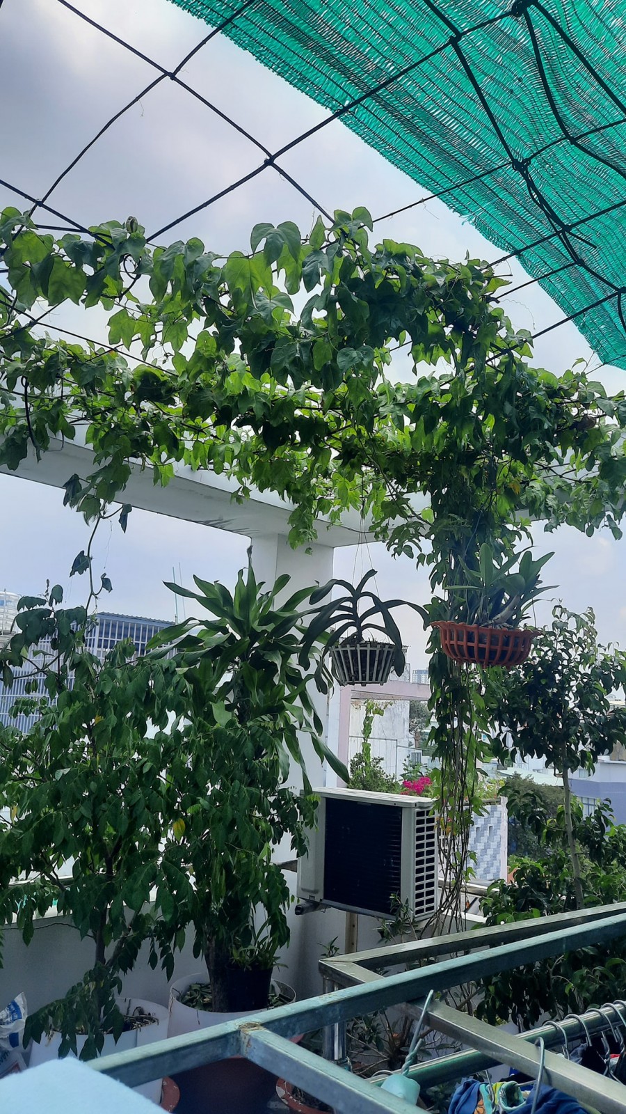Chủ nhà bán gấp Lạc Long Quân Phường 9, Tân Bình view bao chất 35m2 ngang 4.6 x 7.5- giá 5,2 tỷ