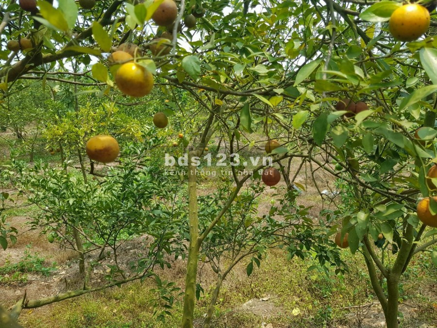 Đất vườn Quốc Lộ 20, diện tích 1000m2
