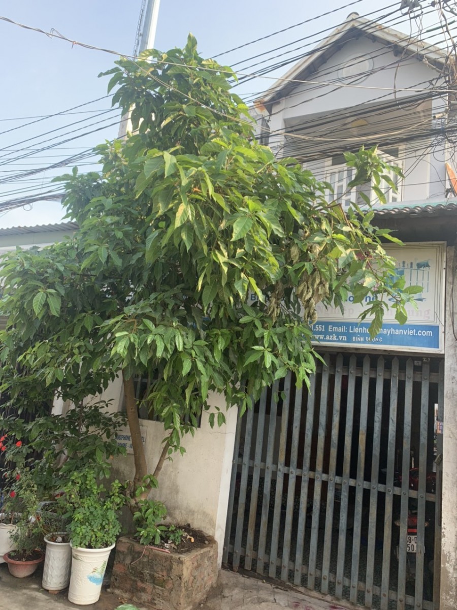 Bán Nhà Cấp 4 Tân Vĩnh Hiệp, Tân Uyên , Bình Dương.