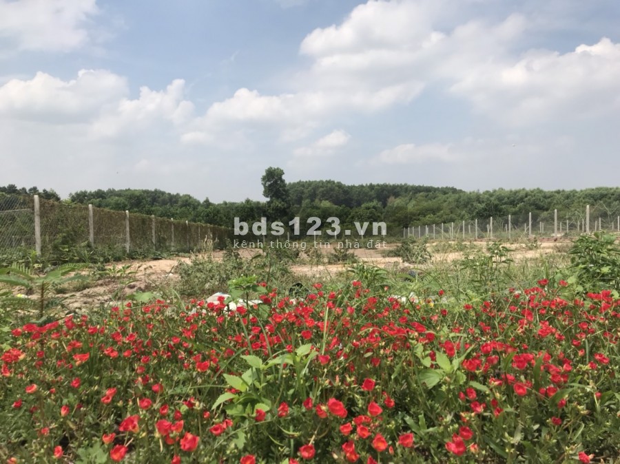 1126m2 có 22m mặt tiền đường, ngay hồ sinh thái Lộc An, xã Lộc An, huyện Long Thành.