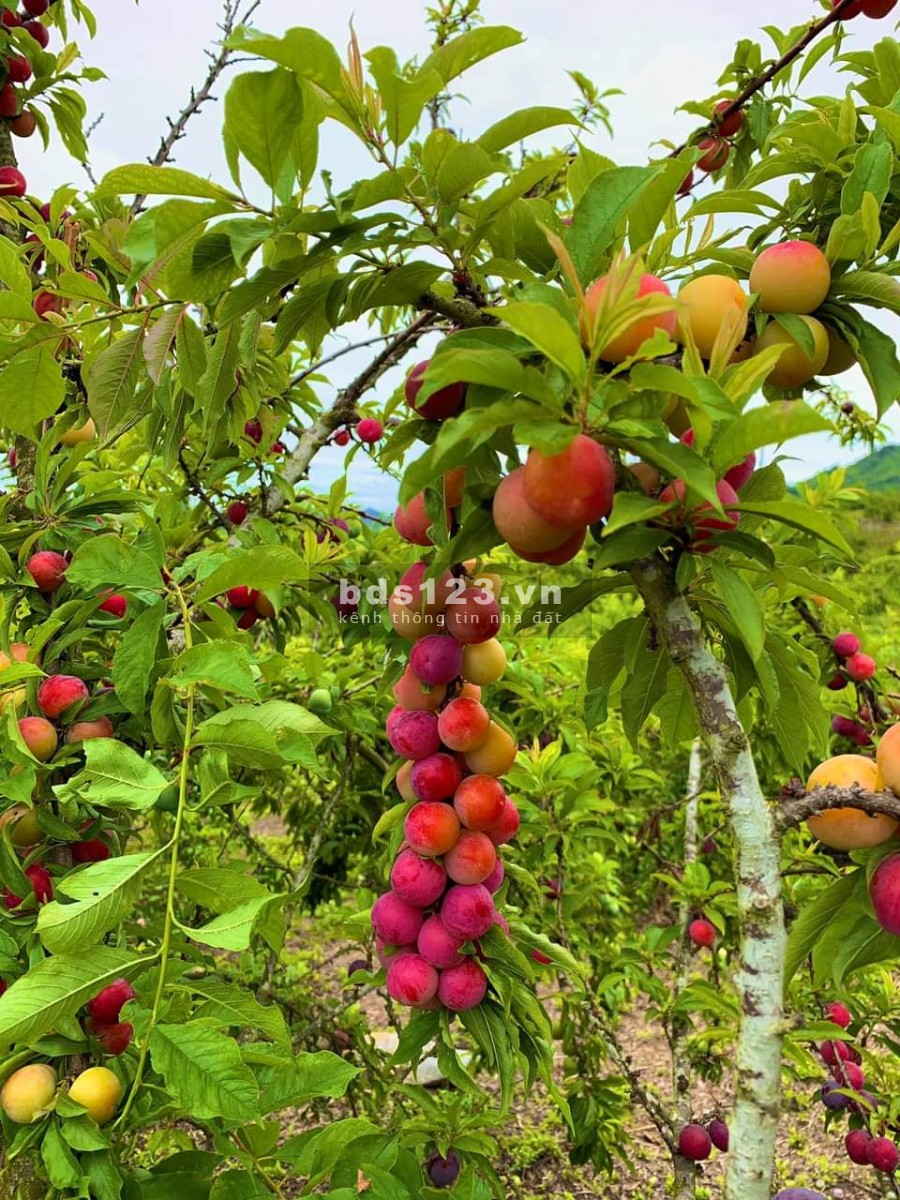 Đất Du Lịch, nằm trung tâm của TT Mộc Châu, view cực đẹp, full mọi mục đích kinh doanh và sử dụng