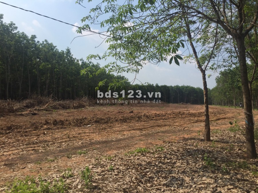 Bán 5000m2 đất cây lâu năm đủ tiện ích xung quanh bán kinh 2km