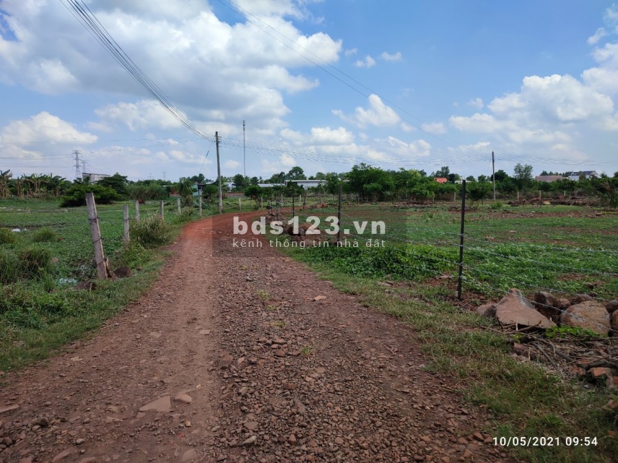 Cần tiền bán gấp vườn bưởi 1000m2 gần thị trấn Trảng Bom