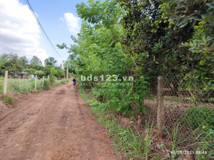Cần tiền bán gấp vườn bưởi 1000m2 gần thị trấn Trảng Bom