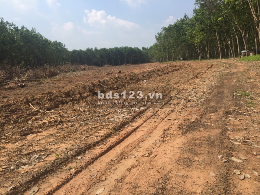 Bán 5000m2 đất cây lâu năm đủ tiện ích xung quanh bán kinh 2km