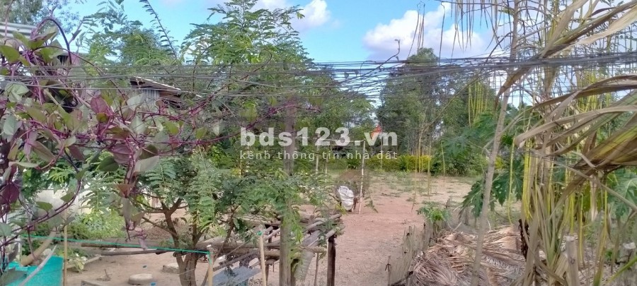 Đất vụ lúa vụ tôm lộ 1,5 m, thuận lợi để ở, trồng cây, trồng lúa, nuôi tôm