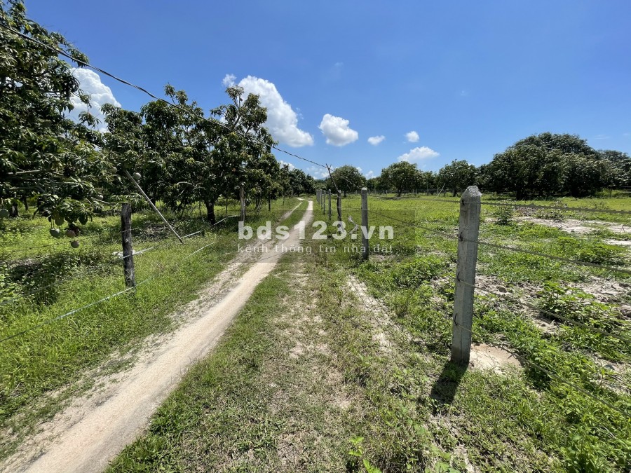 Bán lô đất chính chủ TT Cam Đức, giá chủ đầu tư, đầy đủ pháp lí